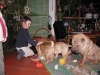 shar-pei-080406-Alle1a.jpg