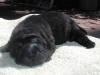 shar-pei-070908-Jule2.jpg