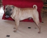 shar-pei-Ron7.jpg