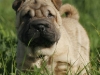 shar-pei-2611Enya2a.jpg