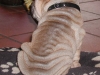 shar-pei-0810-Gandhi1a.jpg